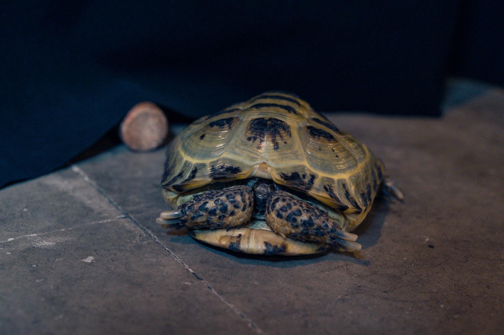 A tortoise, close up