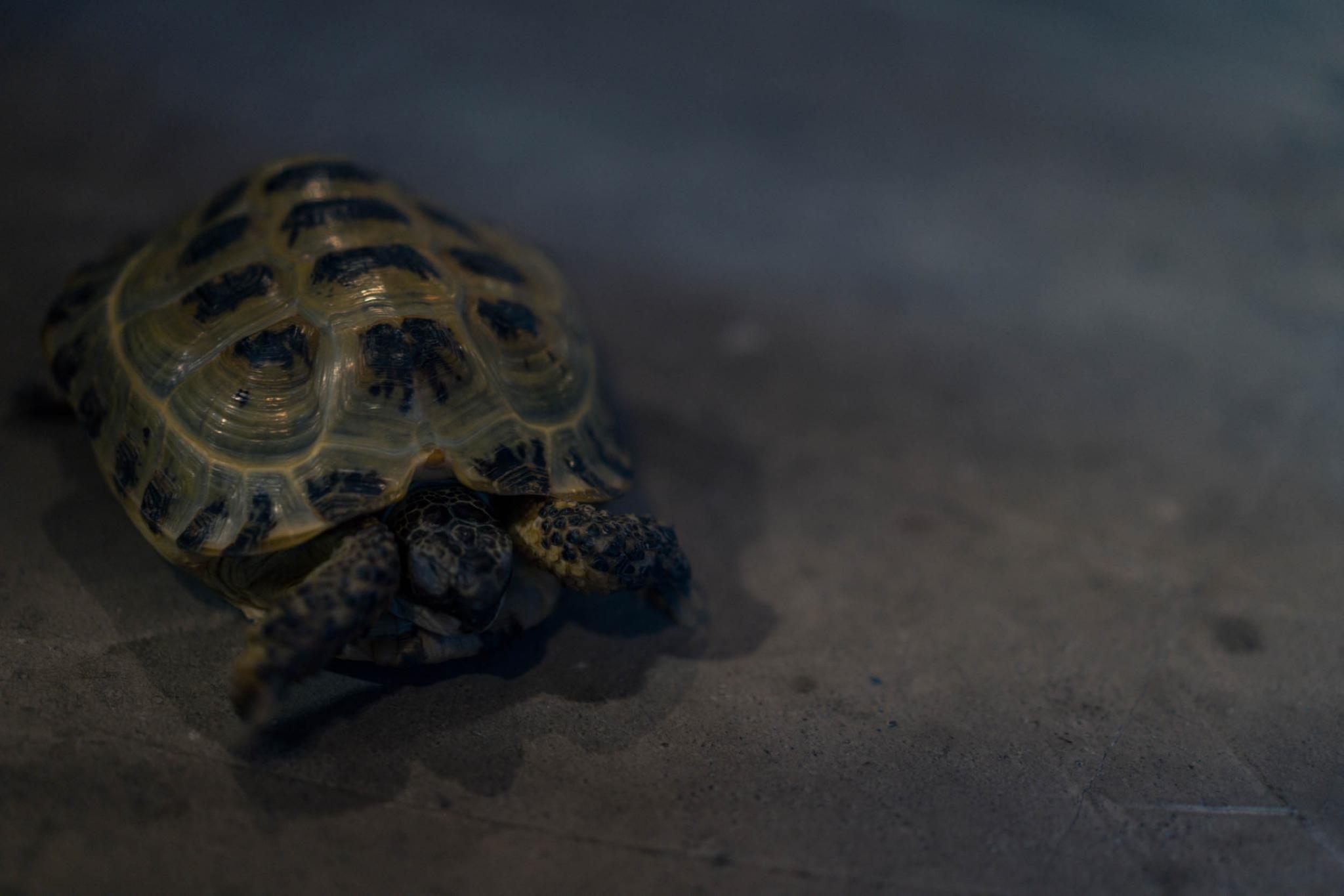A tortoise among the display